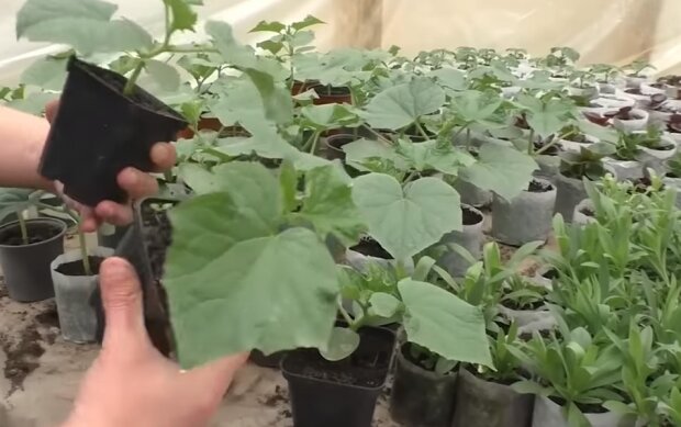 Починайте займатися огірками вже зараз: як правильно зробити розсаду