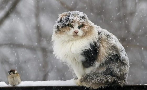 Похолодання затягнеться надовго: де чекати морозів і коли знову потепліє